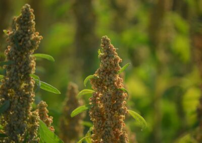 Quinoa Toscanatura Bio