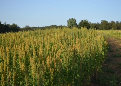 Agricoltura Toscanatura Bio