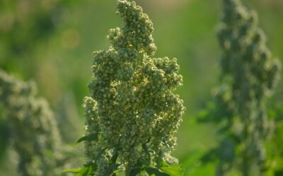 La Quinoa