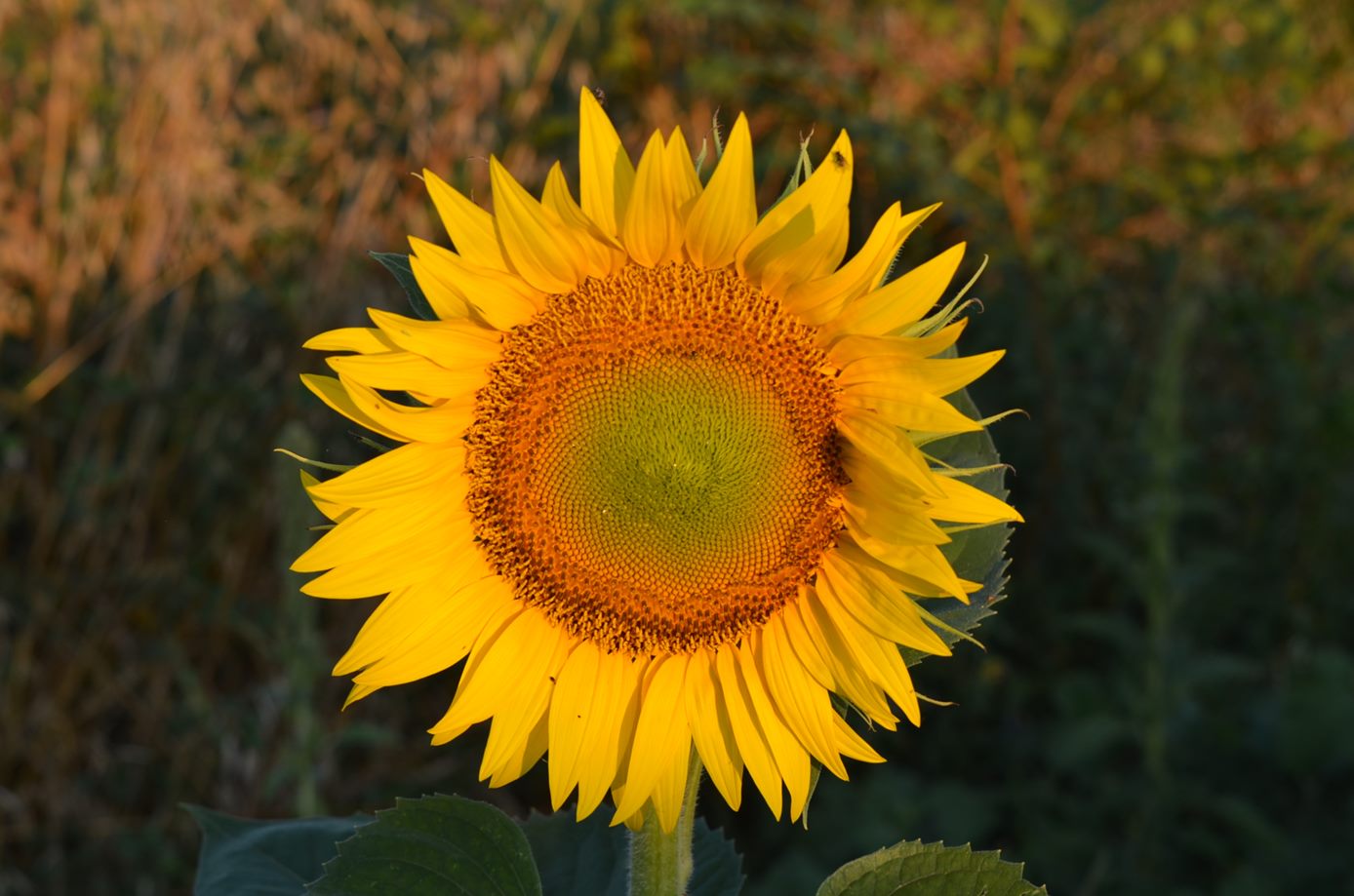 Girasole