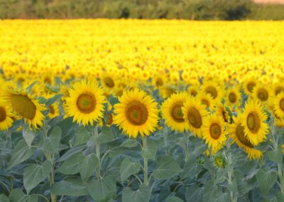 Girasole Toscanatura Bio