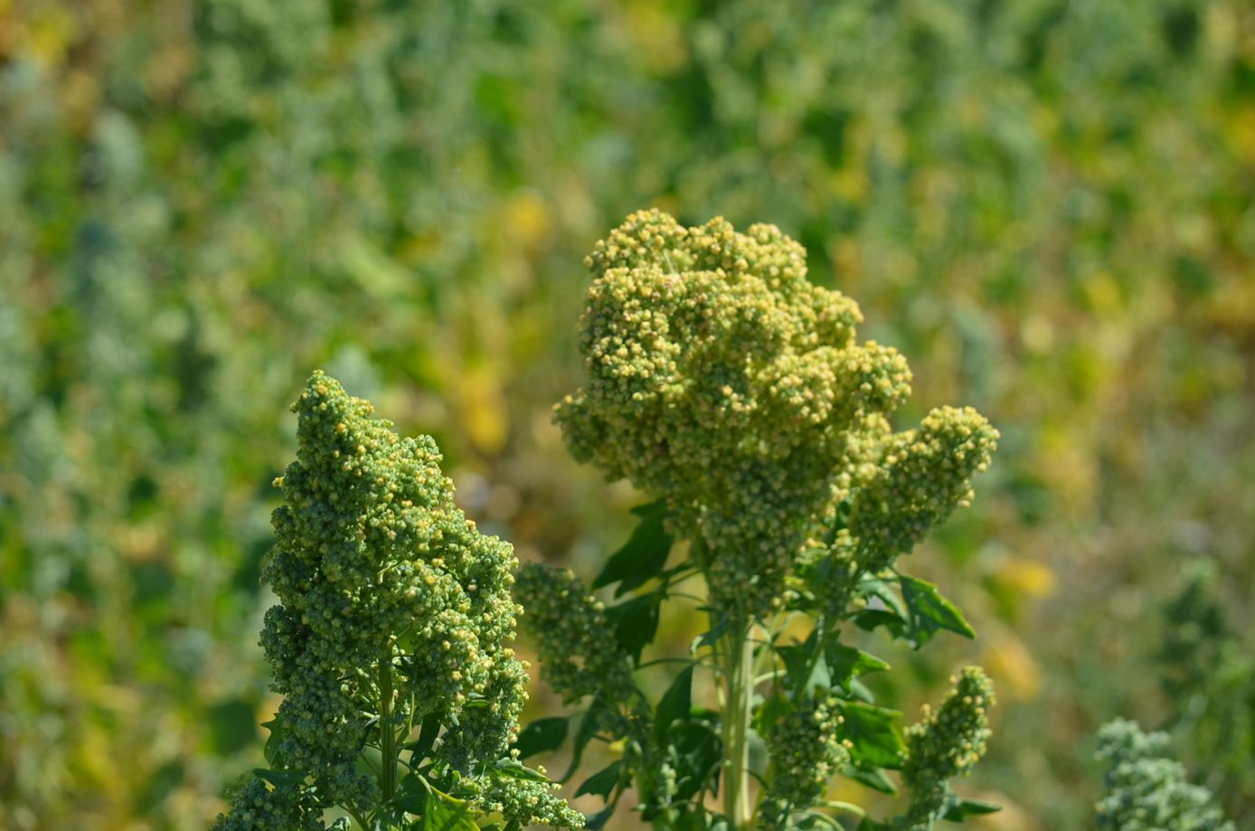 Toscanatura Bio (64) Agricoltura Biologica